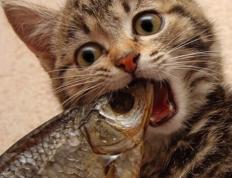 开云体育-东决关键战引爆非洲篮球之巅，尼日利亚雷霆雄鹰粉碎阿尔及利亚沙漠之狐